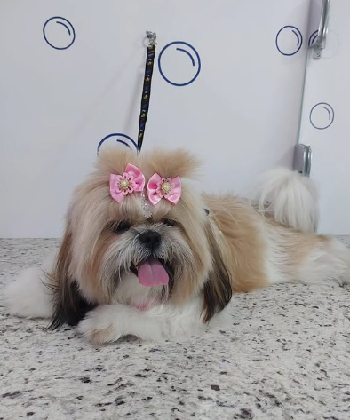 Shih tzu com laços rosa após a tosa no Pet Bruce