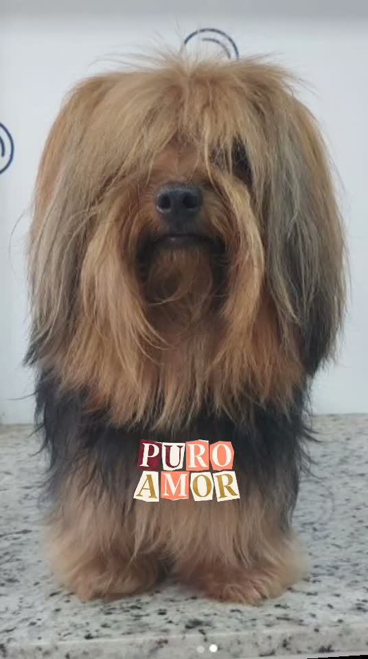 Tosa higiênica em cachorro no Pet Bruce