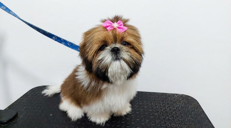 Shih Tzu com laço rosa após banho no Pet Bruce, em Belo Horizonte