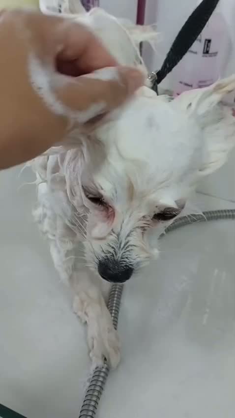 Banho relaxante em cachorro no Pet Bruce