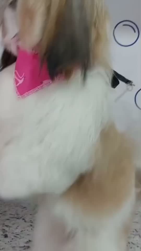 Acabamento da tosa com cuidado no Pet Bruce