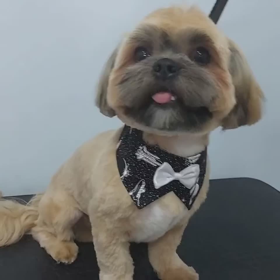 Tosa na tesoura sendo feita no Pet Bruce