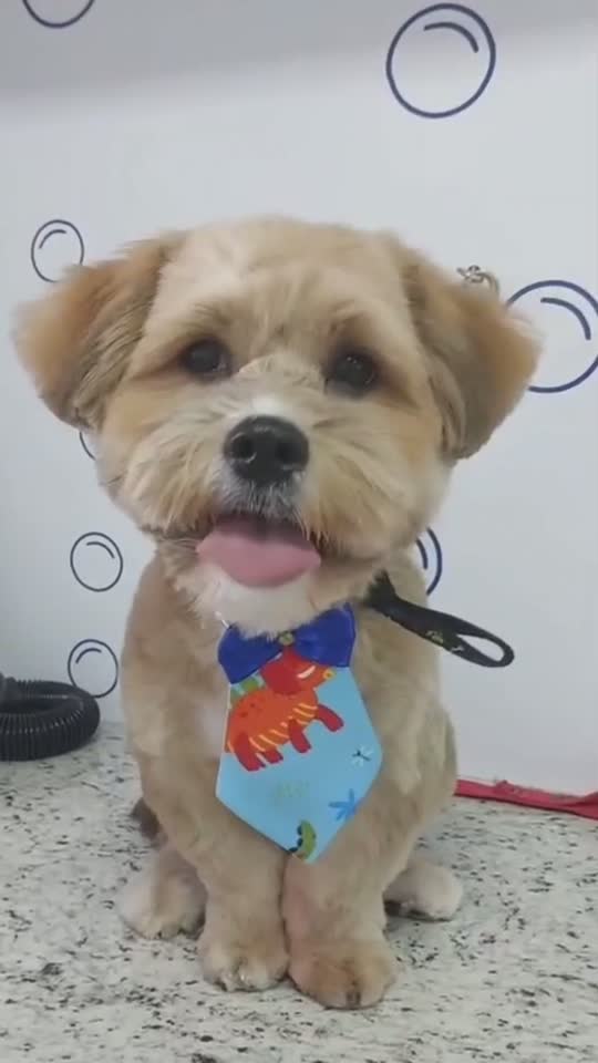 Pet finalizado após a tosa no Pet Bruce