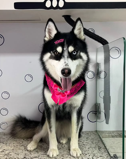 Husky siberiano com gravatinha rosa