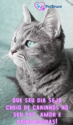 Gato cinza carinhoso no salão