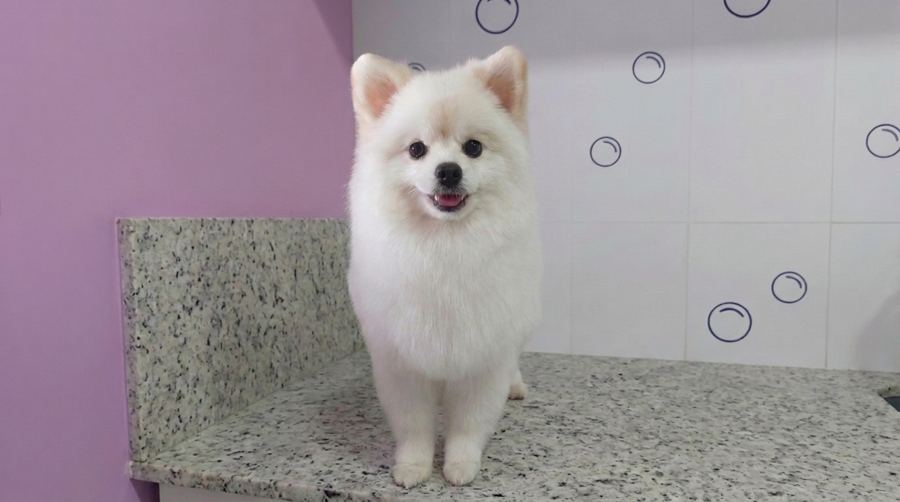 Lulu da Pomerânia branco cheiroso após banho no Pet Bruce em BH