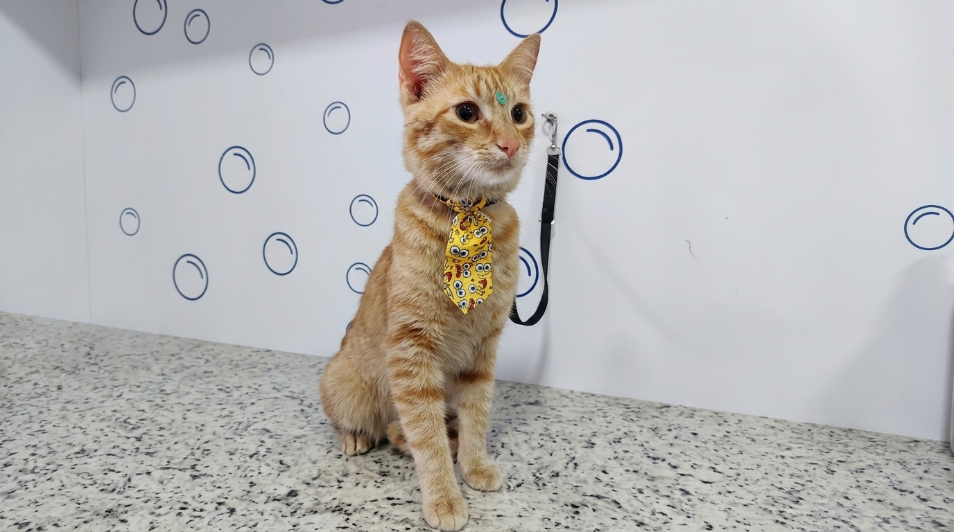 Gato laranja com gravatinha após o banho no PetBruce em Belo Horizonte