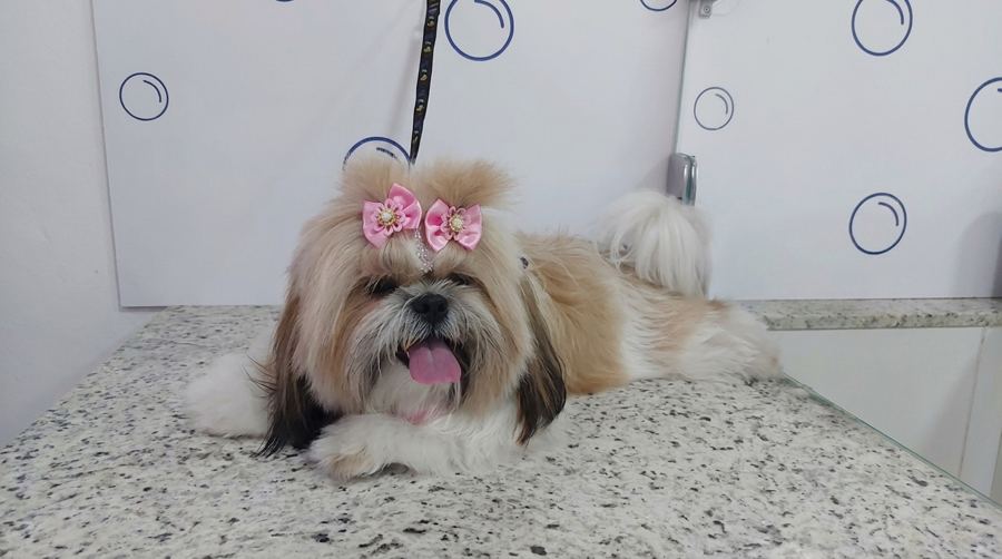 Shih Tzu deitado após tosa higiênica no Pet Bruce, Santa Mônica BH