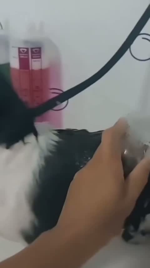 Secagem após o banho relaxante no Pet Bruce