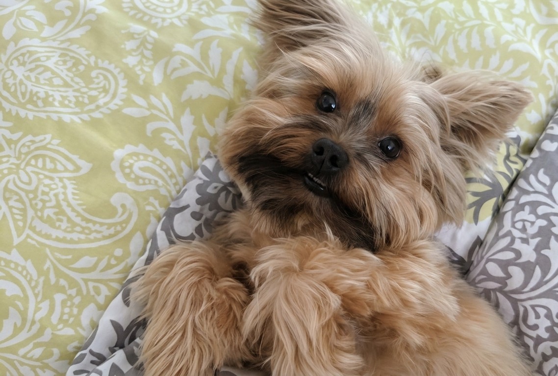 Yorkshire deitado e relaxado após banho e tosa no Pet Bruce