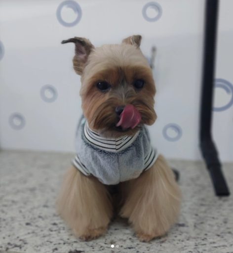Pet com acabamento finalizado após os cuidados no PetBruce